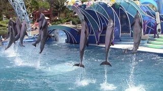 Dolphin Days at SeaWorld San Diego 4715 [upl. by Ronoh287]