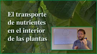 Transporte de nutrientes en las plantas [upl. by Liederman]