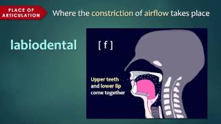 Introduction to Articulatory Phonetics Consonants [upl. by Llednol360]