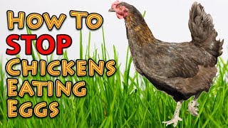 How To Stop Chickens Eating Eggs [upl. by Phelips]