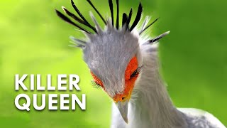 Secretary Birds Killer Queens [upl. by Ellirehs868]