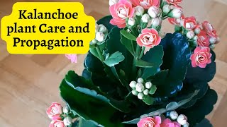 Kalanchoe plant Care and Propagation kalanchoe [upl. by Oynotna190]