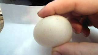 How to hatch Muscovy duck eggsAVI [upl. by Ariaek]