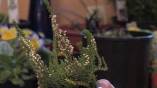 Flower Gardens  How to Grow Scotch Heather Calluna Vulgaris [upl. by Anomer921]