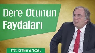 Dere Otunun Faydaları  Prof İbrahim Saraçoğlu [upl. by Alfeus]