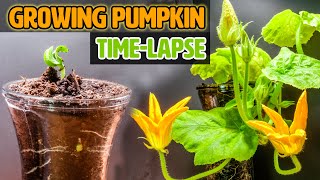 Growing Pumpkin Plant from Seed to Flowers 50day Time Lapse [upl. by Lallage]