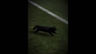 Animals in Football  Black Cat [upl. by Thill641]