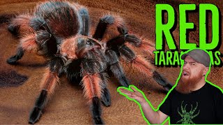 Top 10 RED Tarantulas that YOU NEED [upl. by Jaynes358]