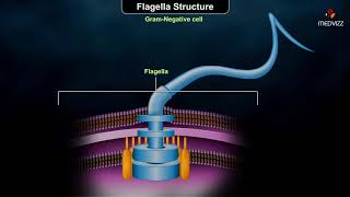 Flagellar structure  Grampositive and Gramnegative cells [upl. by Hars]