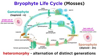 Bryophytes and the Life Cycle of Plants [upl. by Haag]