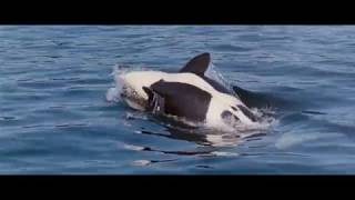 01 Main Title Free Willy  1993 Soundtrack [upl. by Haberman66]