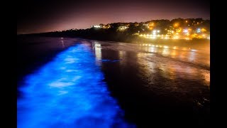 Stunning bioluminescence in the ocean in La Jolla CA [upl. by Ardel]