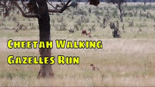 Cheetah Walking Gazelles Run [upl. by Aihsenod543]