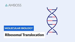 Ribosomal Translocation To the Endoplasmic Reticulum [upl. by Azer]