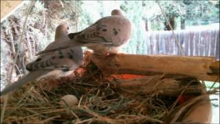 Mourning Dove Family  Part 1 Nesting laying and egg care [upl. by Highams]