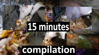 Sound on 🔊 15 minutes satisfying compilation of pig is eating slop ASMR Mukbang [upl. by Aciram477]