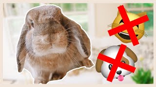 Rabbits are the BEST pets Heres Why [upl. by Chandler]