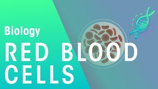 Red Blood Cells  Physiology  Biology  FuseSchool [upl. by Benjy]