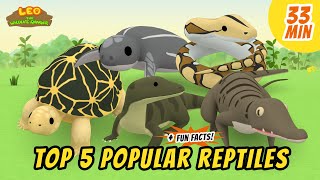 Top 5 Popular Reptiles  Animals Stories for Kids  Educational  Leo the Wildlife Ranger [upl. by Auof335]