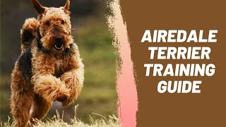 Airedale Terrier Training Guide [upl. by Tuneberg]