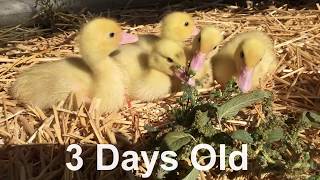 Muscovy Ducks Growth Stages from Duckling to Duck and Drake [upl. by Dodds]