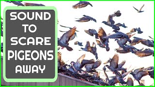 Sound To Scare Pigeons  PIGEON REPELLENT [upl. by Odlabu]