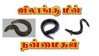 Benefits of Vilangu Meen in Tamil விலாங்கு மீன் நன்மைகள் [upl. by Akem]