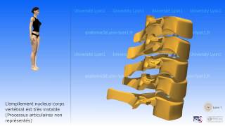 La colonne cervicale [upl. by Leiuqese220]