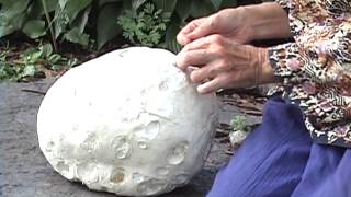 Edible Mushrooms Giant Puffball [upl. by Suiluj283]