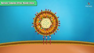 Herpes simplex virus replication Steps  Microbiology Animations [upl. by Enilesoj706]