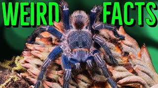 10 STRANGE Tarantulas FACTS You Wont Believe [upl. by Lua]