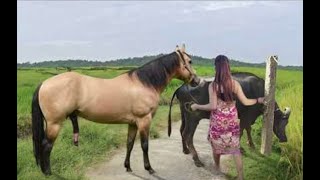 My sister training care her lovely horse in beginner 2021 [upl. by Kimmie]