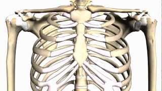 General Skeleton Basic Tutorial  Anatomy Tutorial [upl. by Aniram973]