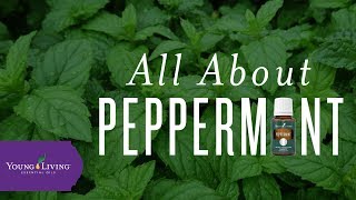 How to Use Peppermint Essential Oil  Young Living Essential Oils [upl. by Annawoj393]