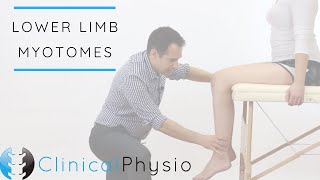 Lower Limb Myotomes  Clinical Physio [upl. by Seuguh]