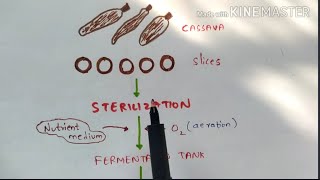 Production of Citric acid and Lactic acid by fermentation  Organic acids  Bio science [upl. by Attela718]