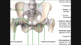 The Sacroiliac Joint Part 1  Major Ligaments amp Structures [upl. by Gerty867]