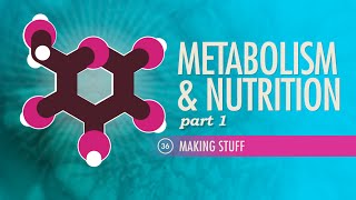 Metabolism amp Nutrition Part 1 Crash Course Anatomy amp Physiology 36 [upl. by Nama]