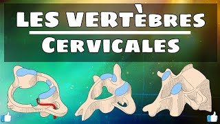 Anatomie du rachis  Vertèbres cervicales [upl. by Catto]