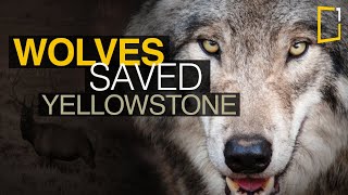 Wolves saved Yellowstone National Park  The Northern Range [upl. by Malcah375]