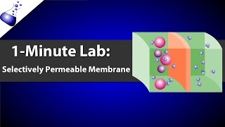 Selectively Permeable Membrane [upl. by Soirtemed]