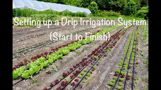 Setting up a Drip Irrigation System Start to Finish [upl. by Gail]