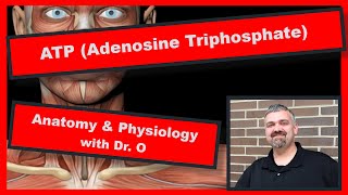 ATP Adenosine Triphosphate Anatomy and Physiology [upl. by Eixam321]