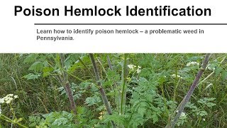 Poison Hemlock Identification [upl. by Ennairek660]