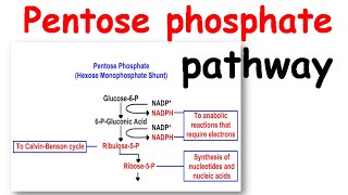 Pentose phosphate pathway [upl. by Osher823]