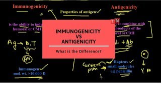 Immunogenicity and Antigenicity  What is the Difference [upl. by Graf]