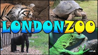 LONDON ZOO Walking Tour  England 4k [upl. by Fairley]