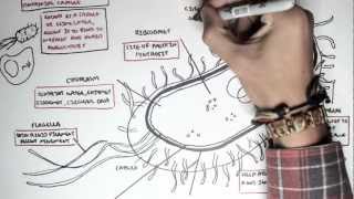 Microbiology  Bacteria Structure [upl. by Lithea]