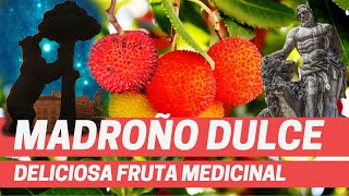 EL MADROÑO FRUTO DELICIOSO Y MEDICINAL Antioxidante Antiinflamatorio Anticáncer Planta medicinal [upl. by Noynek]