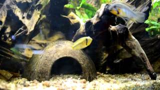 Apistogramma gibbiceps [upl. by Aihsal770]